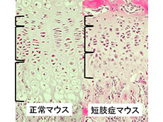 短肢症マウスに対するグルコサミノグリカン投与による軟骨形成の改善に関する研究