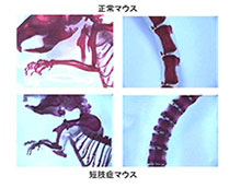 短肢症マウスに対するグルコサミノグリカン投与による軟骨形成の改善に関する研究